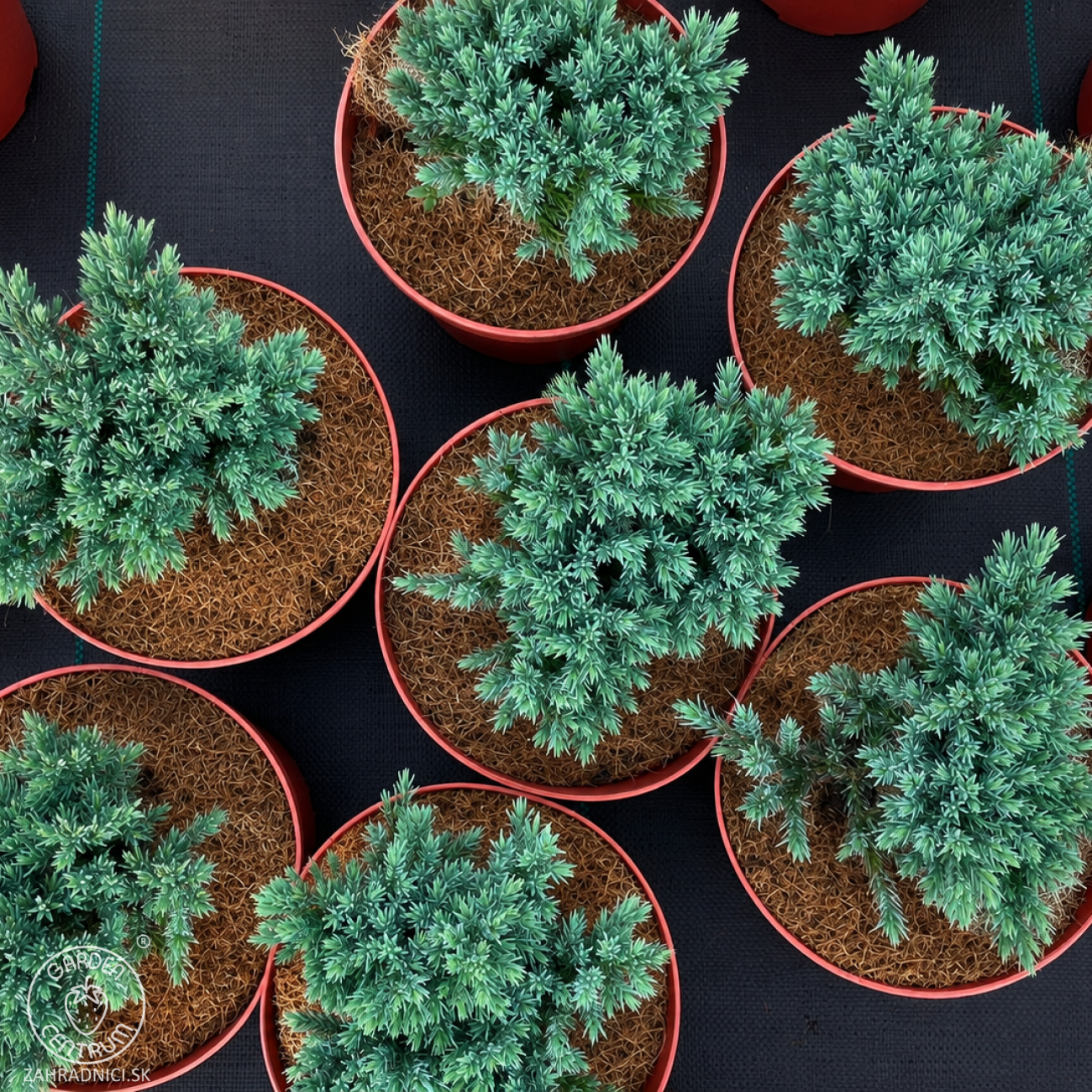 Obrázok Borievka šupinatá (Juniperus squamata) ´BLUE STAR´ - ∅ 10-15 cm, kont. C3L